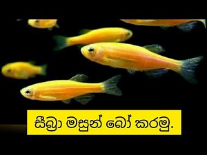 Zebra fish breeding sinhala.