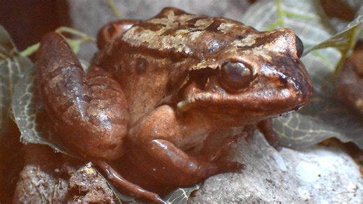 One of the world's oldest mountain chicken frogs passes away at Akron Zoo