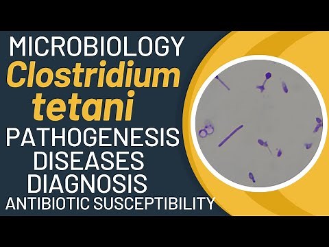 Clostridium tetani pathogenesis | Clostridium tetani microbiology | lab diagnosis, treatment