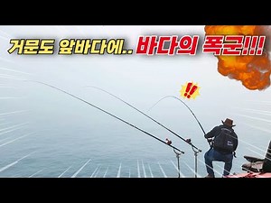 That expensive, top-quality fish, the tyrant of the sea, rock bream! Caught directly off the coas...