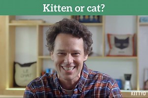 Kitten or Cat? #KittyoComedyFestival #LoveMyKittyo | Kittyo