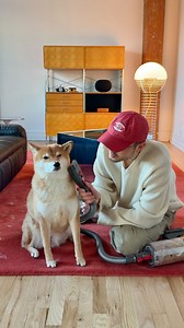 shiba shedding is no joke 🤦🏻‍♂️ but look at that cute face… worth every hair 😂 | Aden Wang