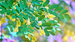 Caragana arboresen Pendula (arborescens), Siberian peashrub, Siberian pea-tree, or caragana, is a species of legume native to Siberia and parts of China .