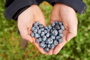 Careers - Angus Soft Fruits