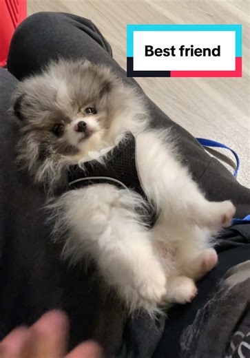 Best friends for life #pomeranian #dog #cute #adorable #pom | dog