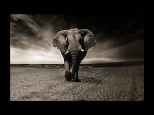 Free Effect Sound Elephant Trumpet