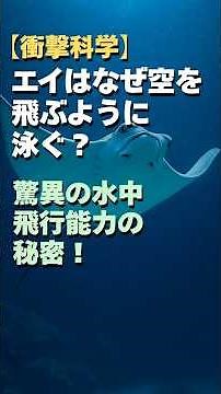 【衝撃科学】エイはなぜ空を飛ぶように泳ぐ？驚異の水中飛行能力の秘密！
