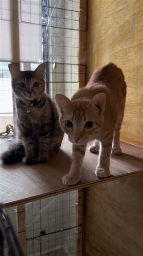 Manx Kitten For Adoption - 8 Months, Oliver And Bonnie from Bayan Lepas, Pulau Pinang