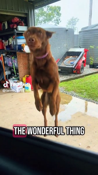 T I G G R #disney #winniethepooh #tigger #kelpie #dog #fyp #australia #funnypets #funnydog