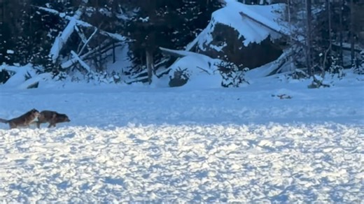 Old Faithful Snowmobile Tours | Wolves playing around Yellowstone after a fresh bison kill! Our three-day tour from last week got to see these three run around in the... | Instagram