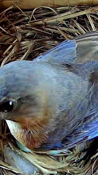 Eastern bluebird mother and her 5 eggs #easternbluebird #nativebirds #nestbox #birdcam #birdlovers