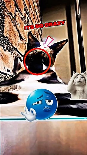 Time Warp Scan: Dogs vs Cats — Who Owns the Warp?🙀❤️👀