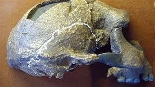Ciri-ciri Meganthropus Paleojavanicus, Fosil Manusia Bertubuh Besar Tertua di Jawa