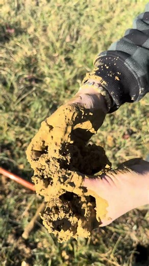 Fragipan in the soil that perches the water table, reducing usability for septic #soilscience #soil