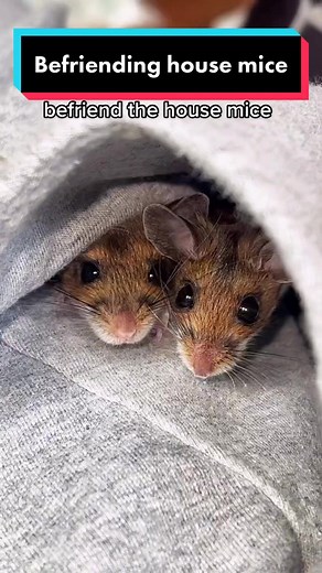 They’d chill in my pocket all day if I let them | house mice