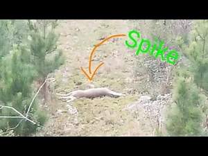How to: clean skull cap deer antlers