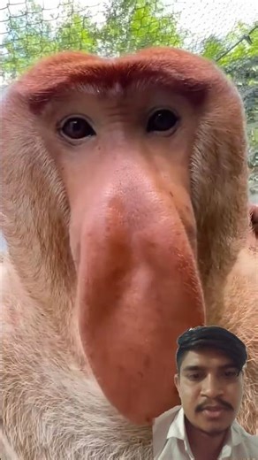 proboscis monkey funny noise