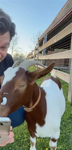 How do goats reproduce so fast?