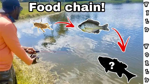 This food chain challenge started with crickets and escalated from there