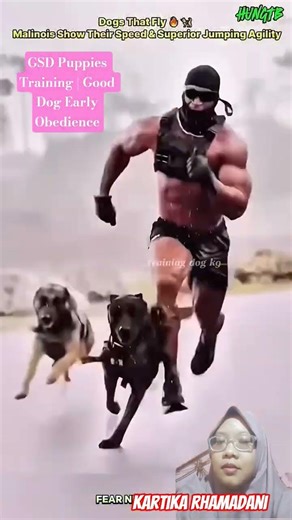 GSD Puppies Training | Good Dog Early Obedience #puppy #dogcoach #dogcoach #dogtraining #doglife