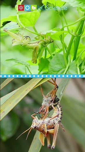 Grasshopper Life Cycle #shorts #ngscience