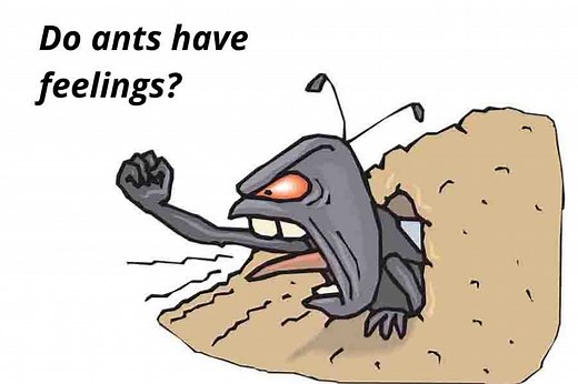 Ant Emotions: Do Ants Have Feelings - And If So, Which?