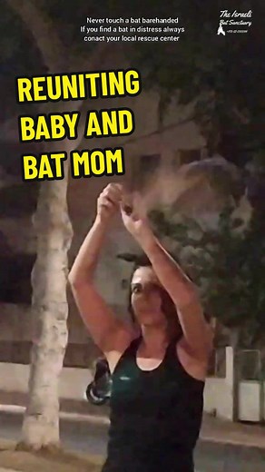 Battered Baby Bat Rescue: What to Do If You Find One