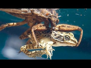 World’s Scariest Bug Eats Snakes & Frogs Alive!