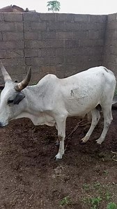 Livestock Farming Is Always Our Priority 💪 | Livestock Farmer