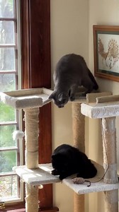 Adopt Pam and Flo! - PAWS Wakefield