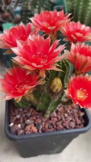 Breathtaking Cactus Flower Blooming! 🌸✨
