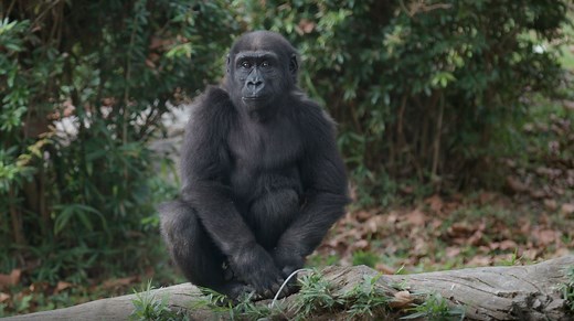 A Day in the Life of a Gorilla at Smithsonian’s National Zoo