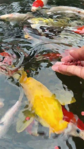 Relaxing Koi Pond at Sunset | Peaceful ASMR Ambience” #koi #koifish #fishing #fish #relax
