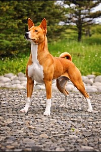 13K views · 221 reactions | Meet the Barkless Hunter of Africa  Basenji . . . #Basenji #RareDogs #DogFacts #DogTok #DogReels #DoggyDiscovery #DogLovers | Doggy Discovery | Facebook