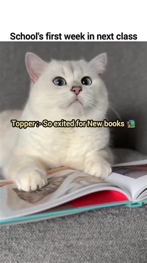 School's first week in new class #cat #cute #funny
