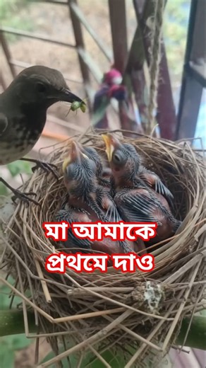 মা আমাকে প্রথমে দাও
