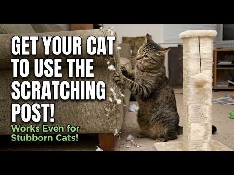 How to Get Your Cat to Use the Scratching Post (Instead of Your Furniture!)