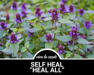 Self Heal | Heal All | 50 Seeds | Medicinal Herb | Easy to Grow | Non GMO | Prunella Vulgaris - Etsy