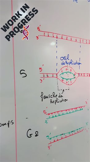 Oussama Mouhssin on Instagram: "LA RÉPLICATION D’ADN 🔬"