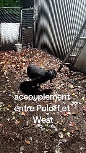 accouplement canin #puppybirth #puppy #rottweilers #rottweilerpup #rottweilerpuppy #rottylove #rotty #rott #rottweiler #puppies #puppylove #puppytiktok #pups #pup #quebec #elevagerottweilerlanaudiere #rottweilerlanaudiere #cowboy