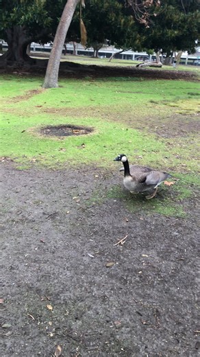 Domestic Goose and Canada Goose Hybrid Insights