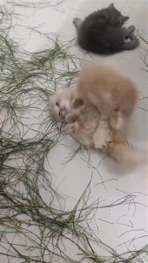 2 Cute Kittens Fighting or Playing? 😹 The Cutest Cat Battle Ever! #Shorts #catplay #kitty #catworld
