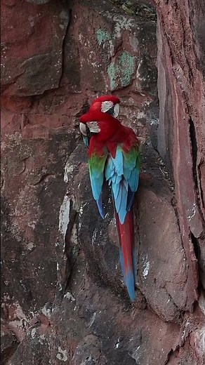 Green wing macaw in wild #naturelovers