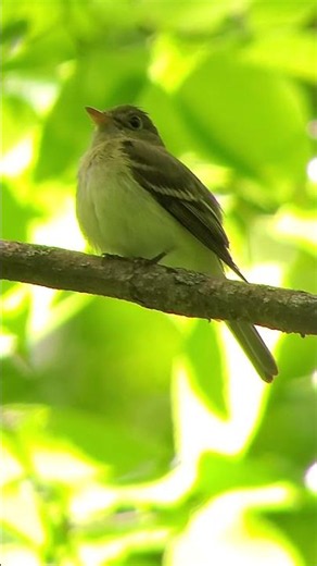 Acadian Flycatcher / Birding in Cincinnati