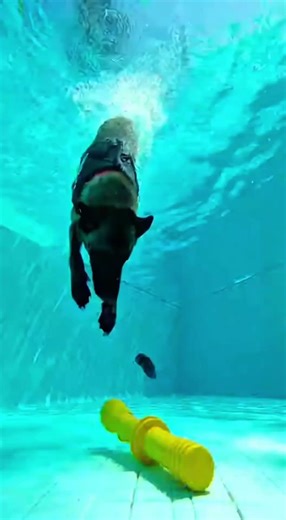Elite K9 Parachute Operations. #k9 #k9dog #dogk9 #malinois #military #dog