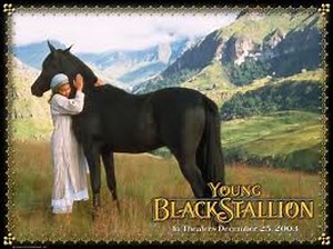 The Young Black Stallion (2003) Full Movie Streaming