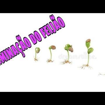 How to plant beans using cotton - Germination.