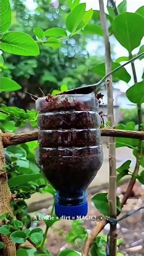 CLONING a Tree with a Plastic Bottle?! 🤯 The Infinite Plant Glitch! #gardening #hacks
