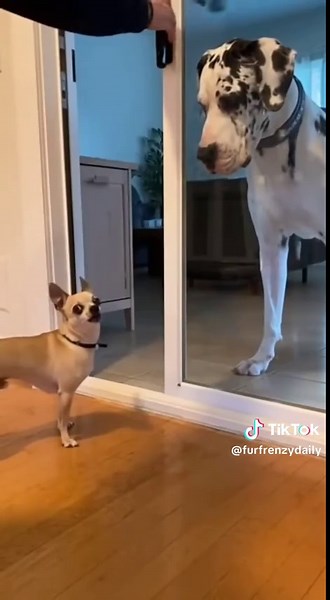 His voice cracked 😂🥹🐾 #dog #bark #dogs #voicecrack