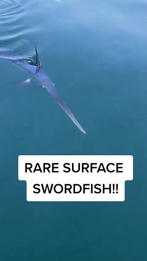 Rare Surface Swordfish Discovery! Exploring the Depths of Swordfish Habits